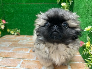 ペキニーズ｜ペット検索｜ペット大好き！